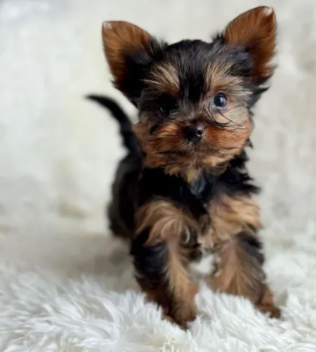 Yorkshire Terrier Um Presente Que Vai Além Do Esperado 