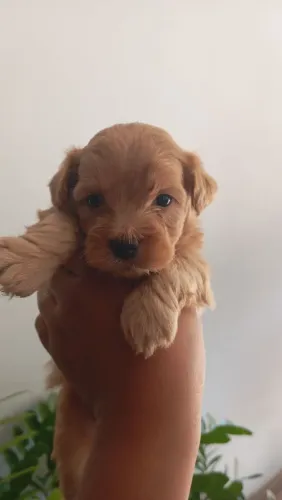Filhotes de poodle