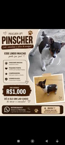 Filhote Pincher