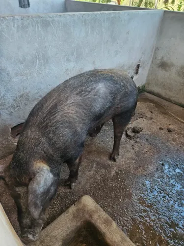 Porca Duroc com Pietran 180kg