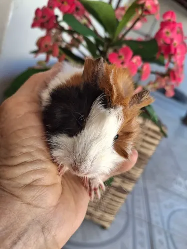 Vendo lindos filhotes de porquinho da Índia 