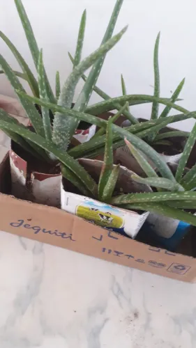 Vendo mudas de aloe vera