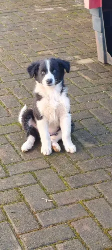Filhotes border collie com 60 dias