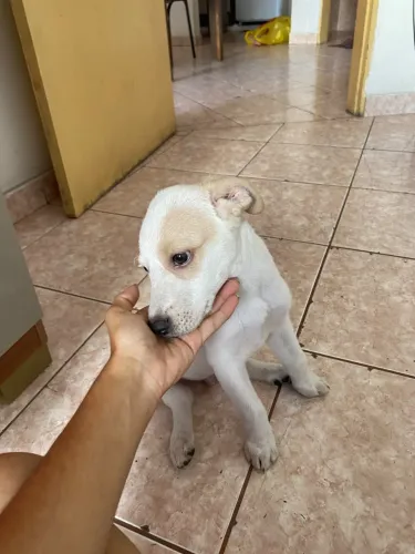 ? Doação de Filhote Branco