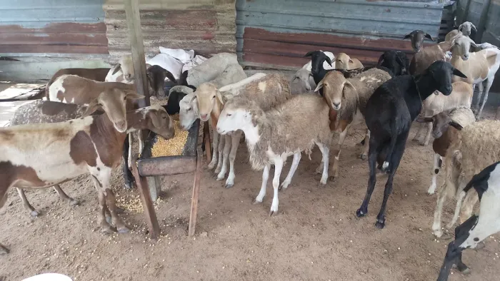 Vendo carneiro 