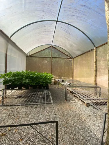 Estufa agrícola 60 m2 - 12 bancadas de metal 1,80x180m mais 700 vasos de plástico 2,3L 