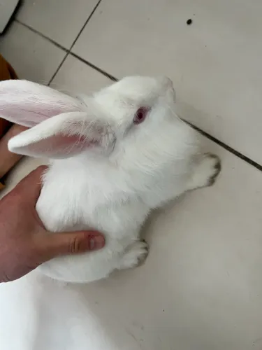 2 coelhos + gaiola
