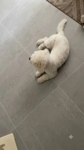 Poodle fêmea 