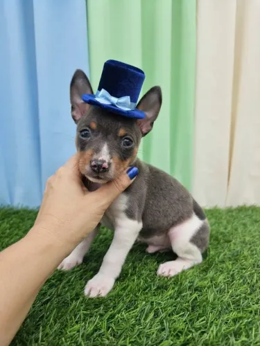 Pinscher Menino Carinhoso e Encantador