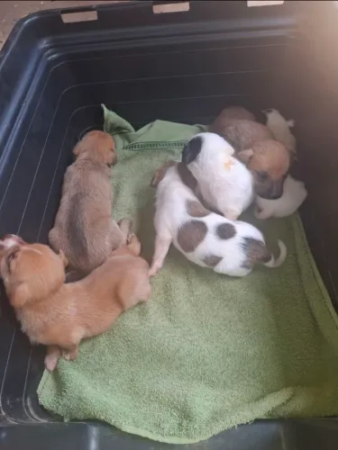 Doase-se lindos caezinhos.