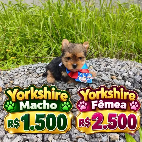 York shire macho e fêmea