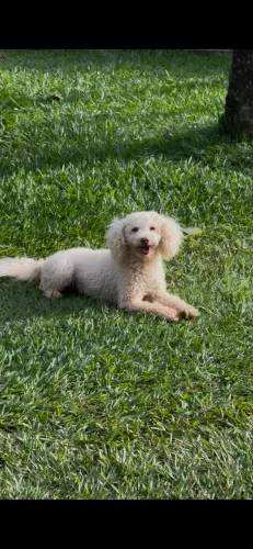 Poodle médio a procura de uma namorada! (FLOQUINHO)