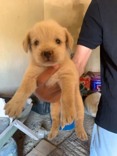 Filhote de poodle com Shitzu