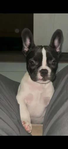 buldogue filhote