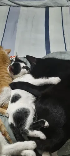 doa-se gatinhos