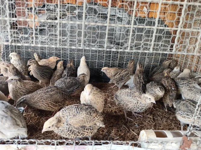 Vendo codornas Fêmeas, Japonicas e tbm Gigantes.