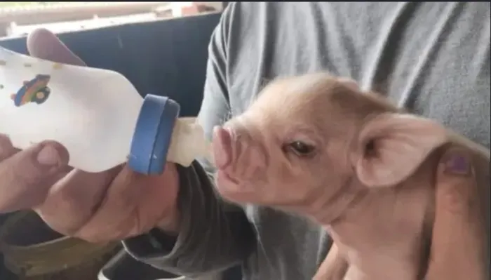 VENDO MINI PORCO FÊMEA