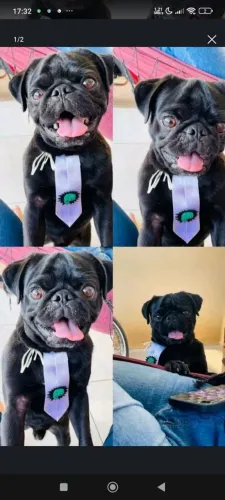 Pug macho a procura de uma namorada