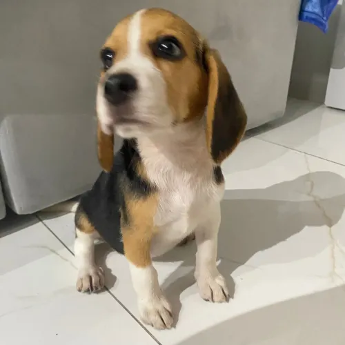Vende-se beagle