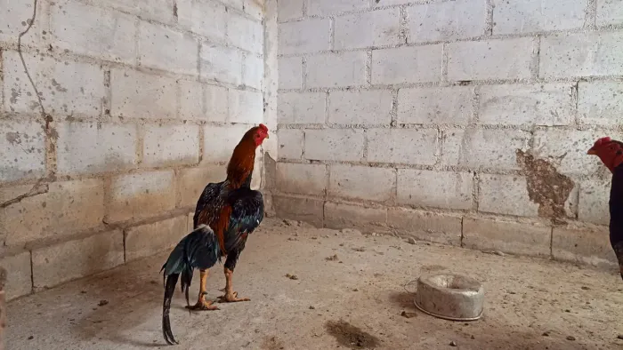 Vende-se galinhas e galos