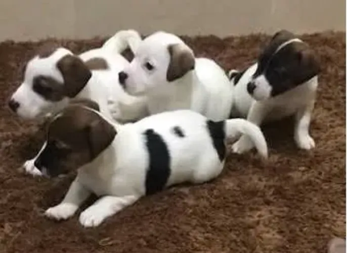 Garanta o seu filhotinho de pequeno porte