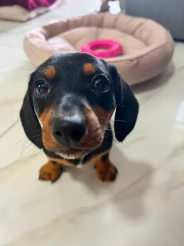 Dachshund Salsicha Femea Mini