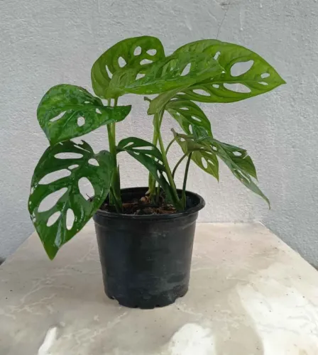 Muda de Costela de Eva, trepadeiras 