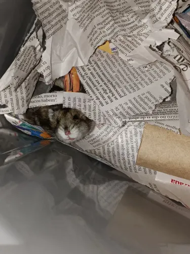 Hamster 