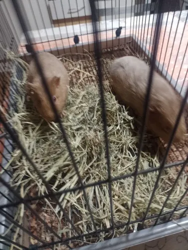 Casal de porquinho da índia