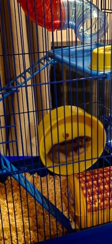 Hamster Anão Russo com Gaiola