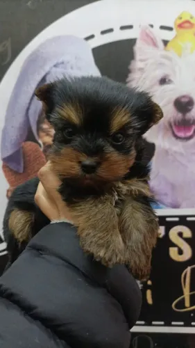 Não percam machinho lindo padrão baby face micro