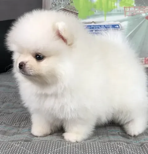 Filhote spitz alemão pequeno