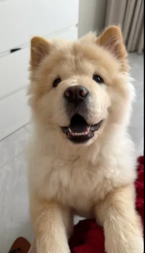 Cachorro chow chow doa-se