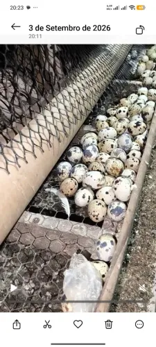 Ovos férteis de codorna gigante