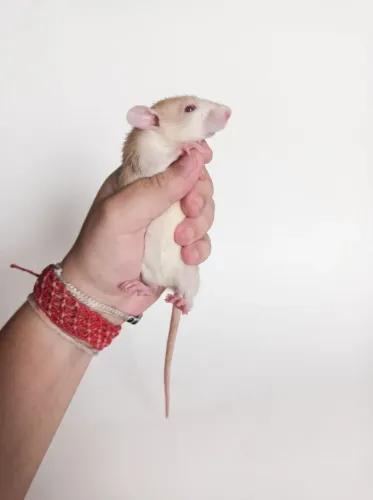 Excelente Pet - Twister Dumbo