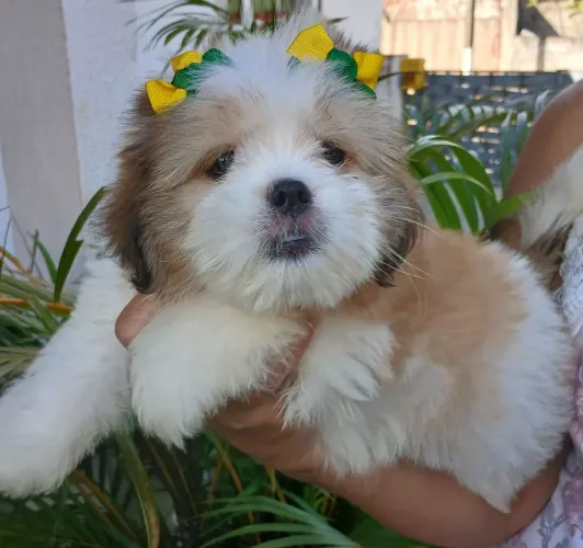 Maravilhosa fêmea lhasa apso