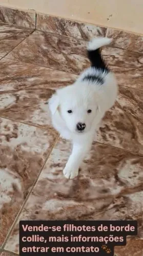 FILHOTES DE BORDE COLLIE 