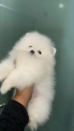 Lulu da Pomerânia ursinho