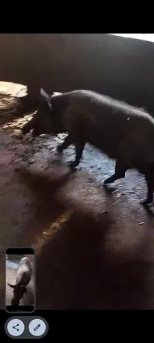 Porco cachaço 