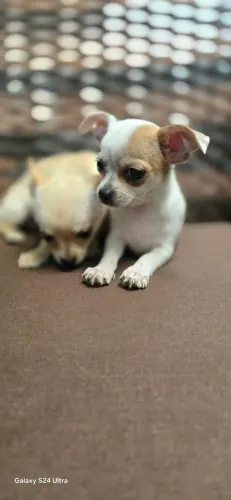Chihuahua 