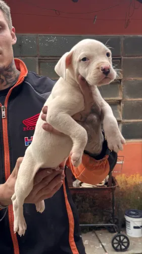 FILHOTES BANDOG DISPONÍVEIS  Dogo Argentino × Pitbull Amstaff