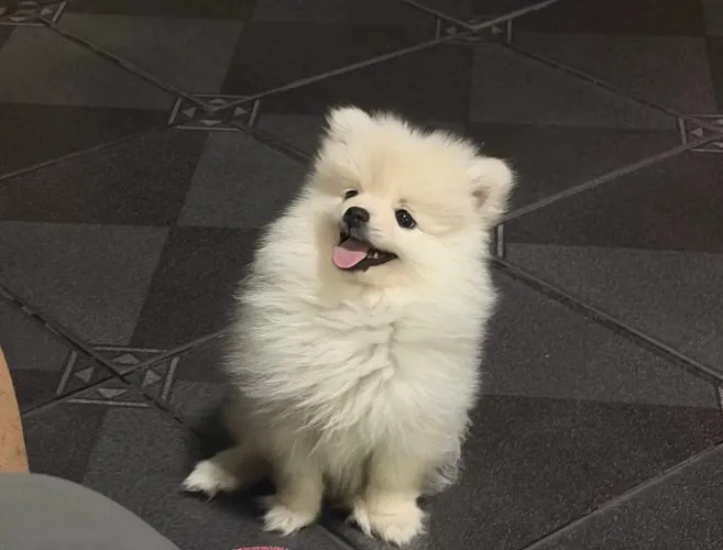 Spitz alemão