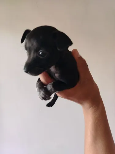 Vende-se Pinscher 1