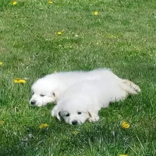 Filhotes de Golden Retriever | Encante seu coração!