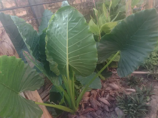 Alocasia - Orelha de Elefante