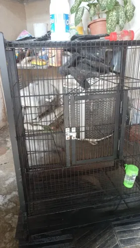 Vendo 