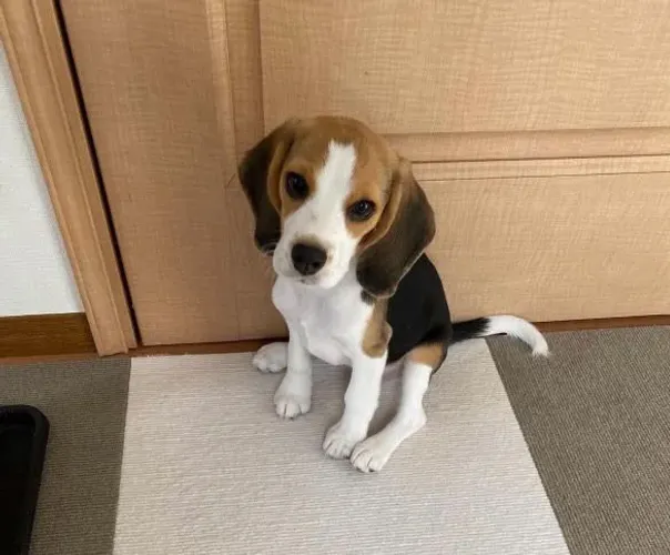 Filhote Beagle, Eles estão prontos para te amar! Só falta você!