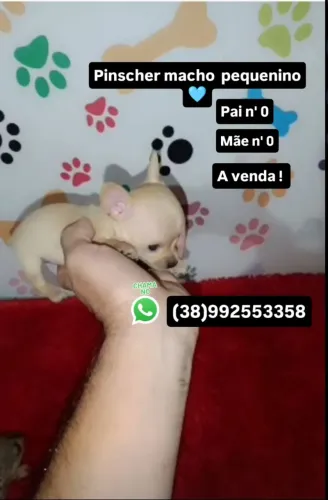 Pinscher a venda .