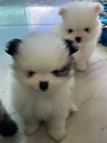 Vendo Lulu da pomerania zero 