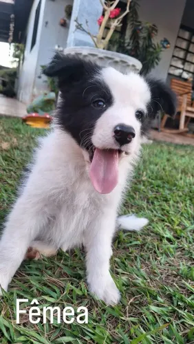 FILHOTES BORDER COLLIE À VENDA.